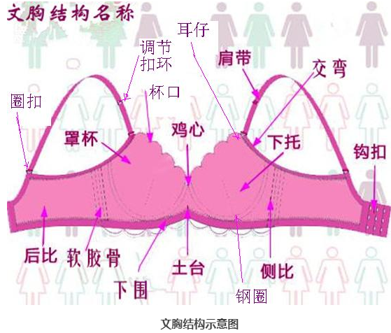 什么是文胸，文胸的功能以及文胸各部分的名称结构图