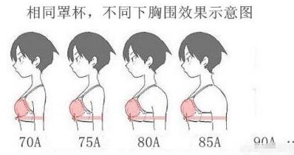 如何辨别女性文胸罩杯的大小？